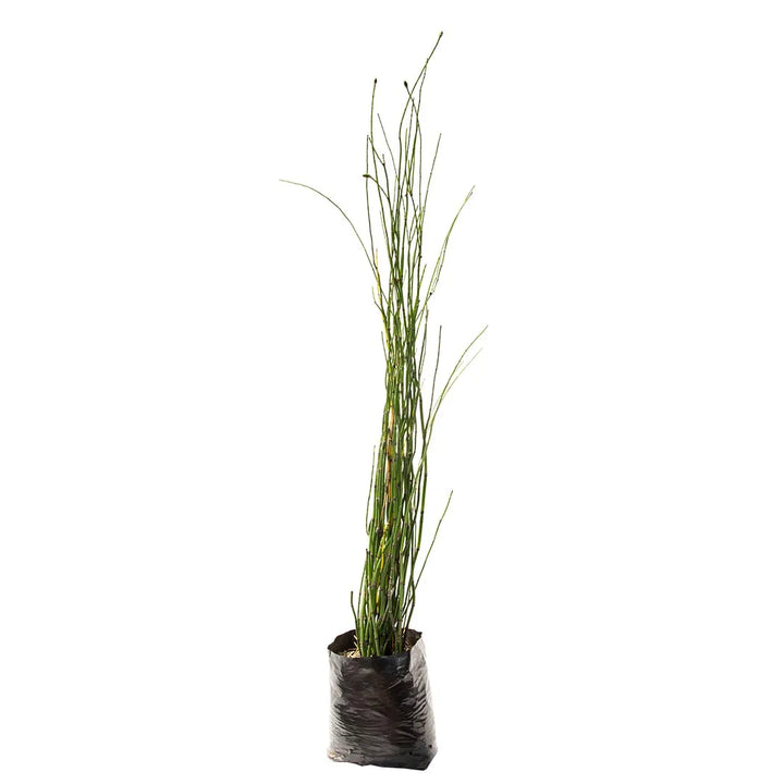 Equisetum, Cola de caballo