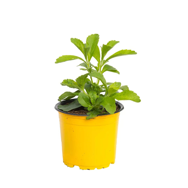 Estevia