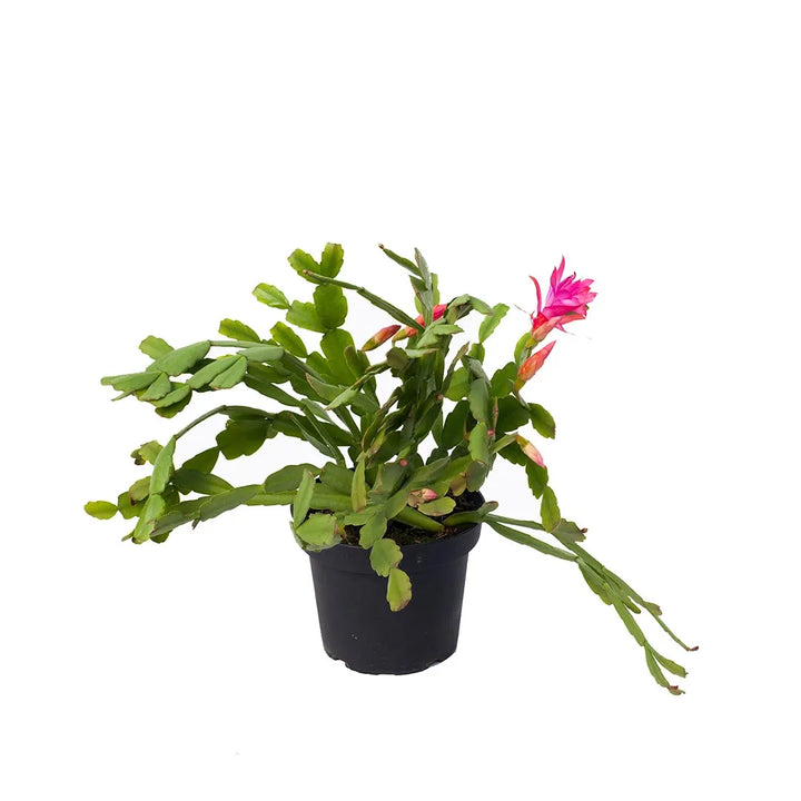 Zygocactus