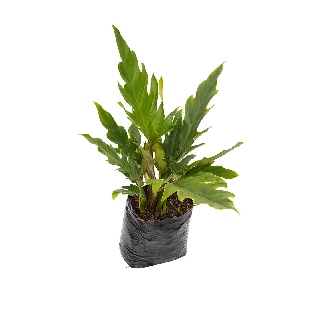 angel philodendron Filodendron Ala de Ángel – Vivero Tierranegra