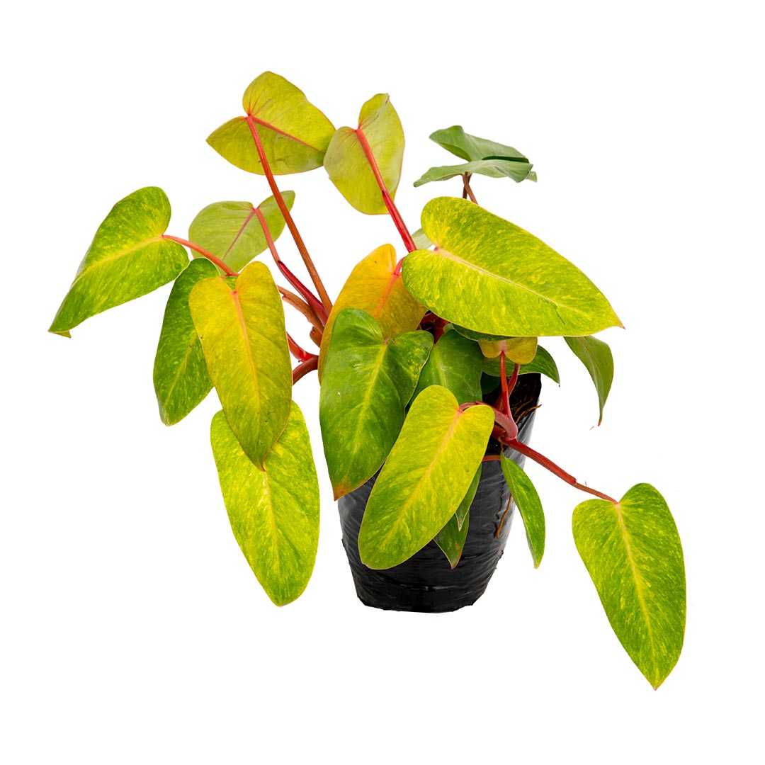 Filodendro Amarillo