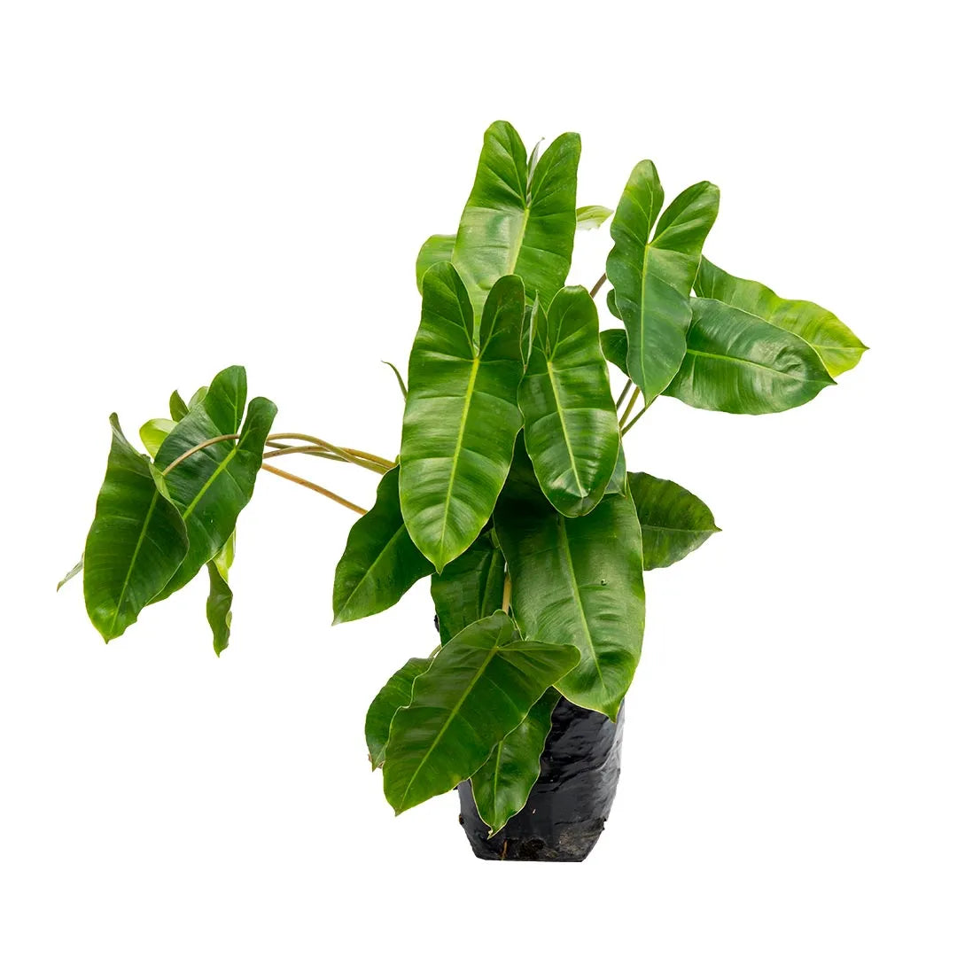 philodendron erubescens nombre común Filodendro Erubensis – Vivero Tierranegra
