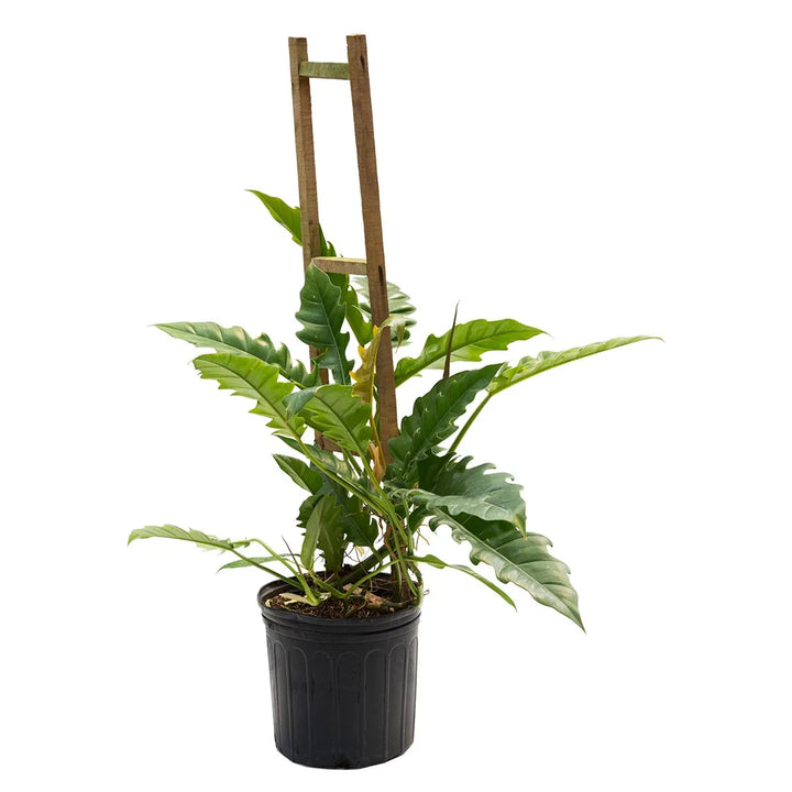 Filodendro Narrow