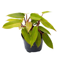 Filodendro Red Emerald