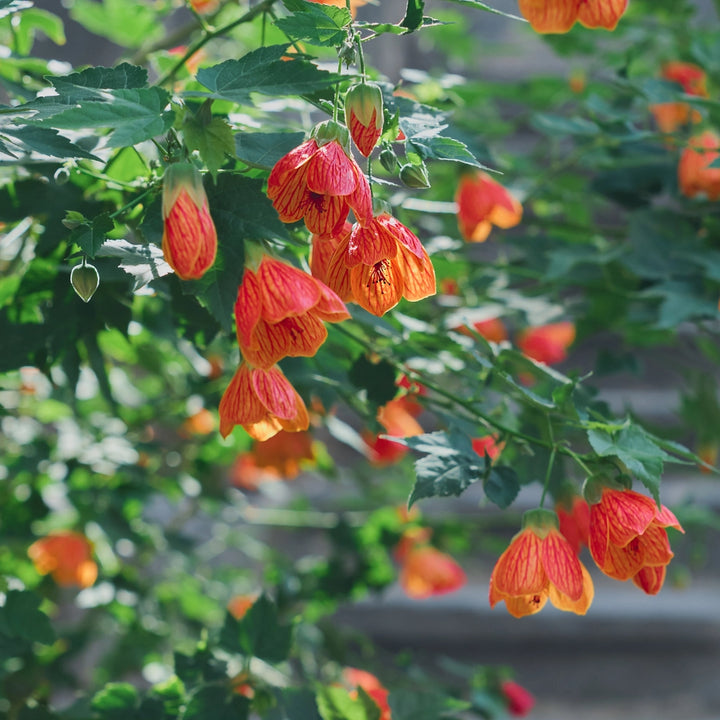 Abutilón