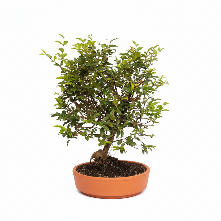 Bonsai jaboticaba #2