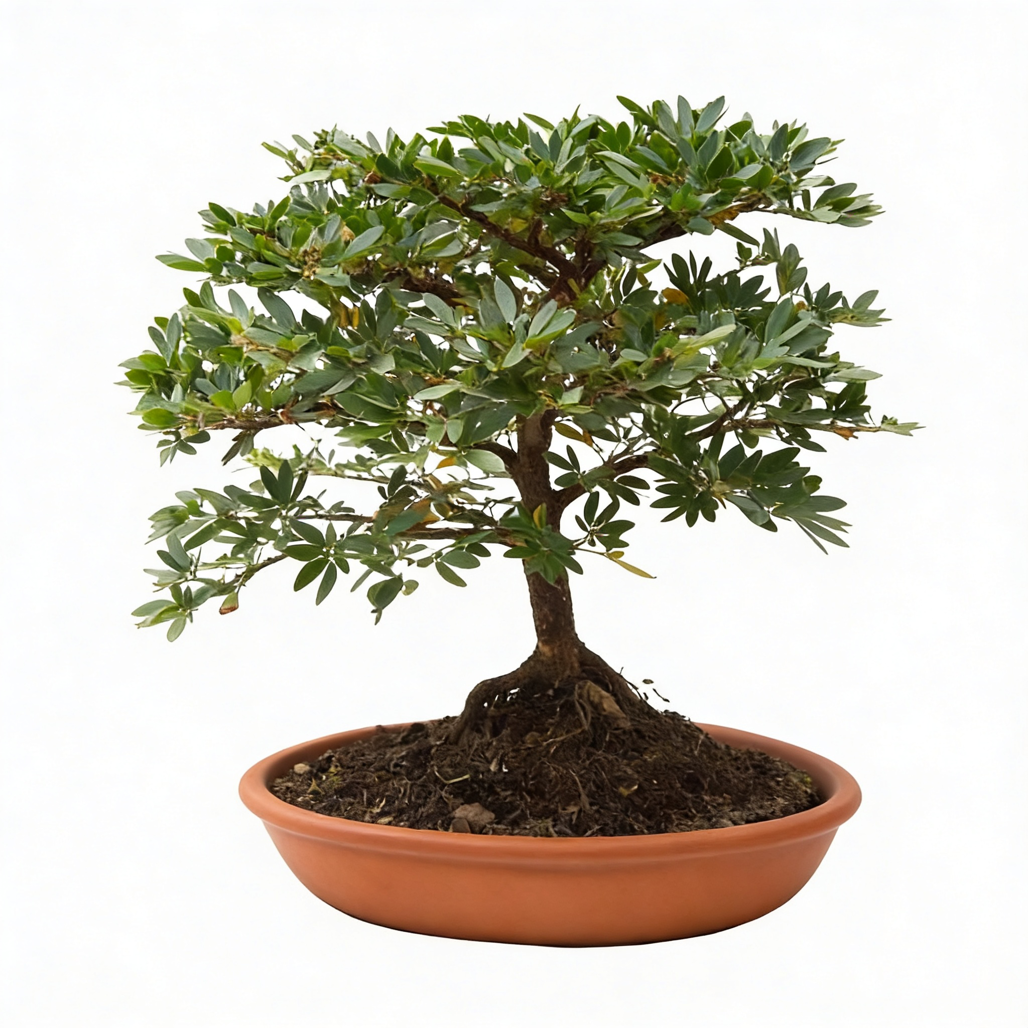 Bonsai carbonero grande