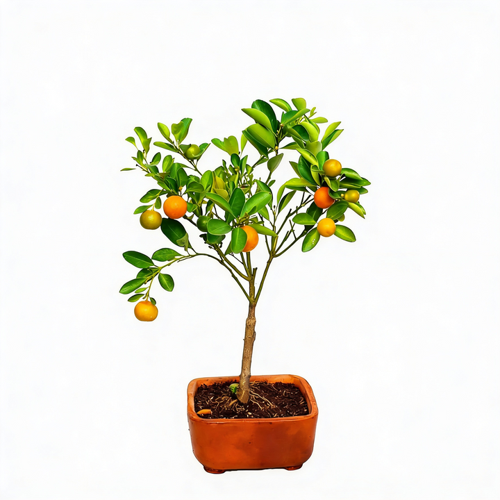 Bonsai Limón Calamondi