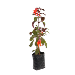 Fucsia Arbustiva