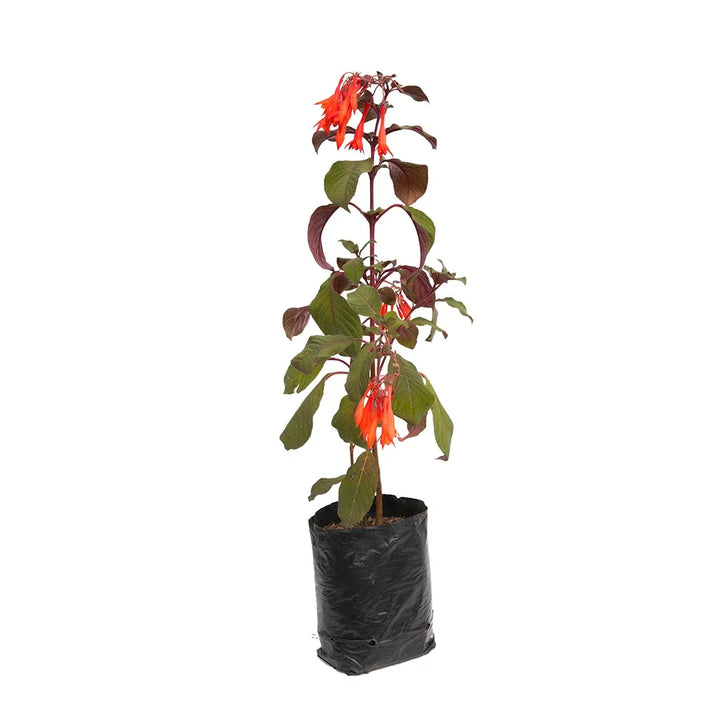 Fucsia Arbustiva