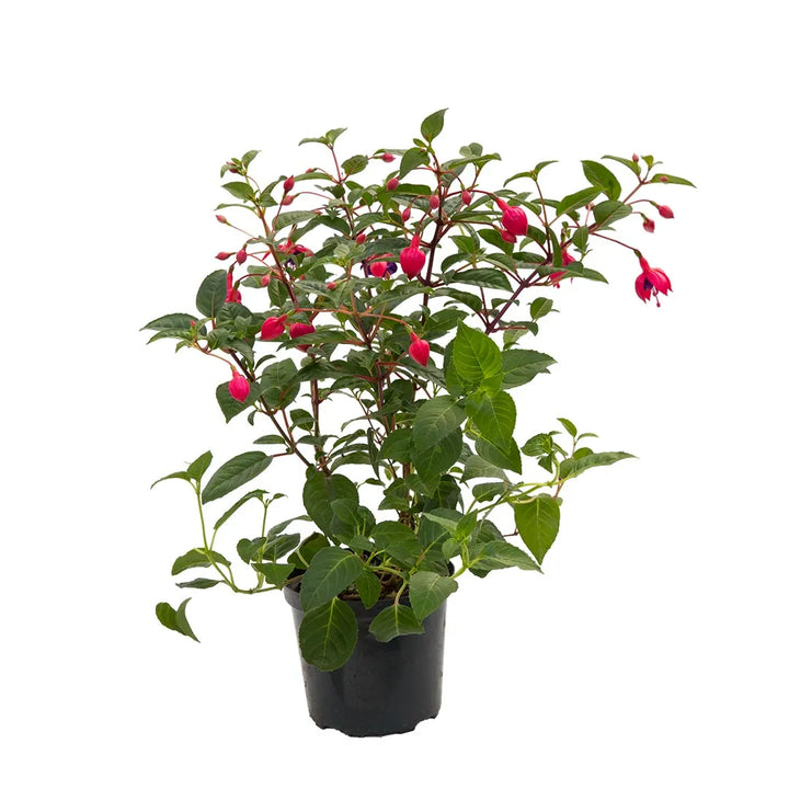 Fucsia Bailarina