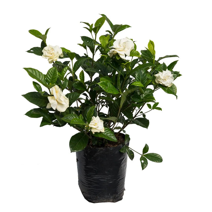 Gardenia