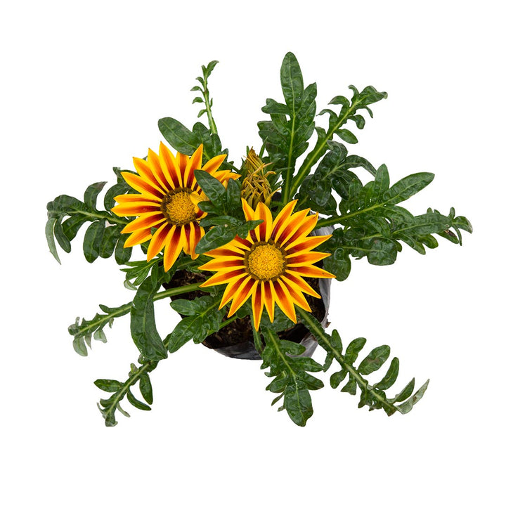 Gazania