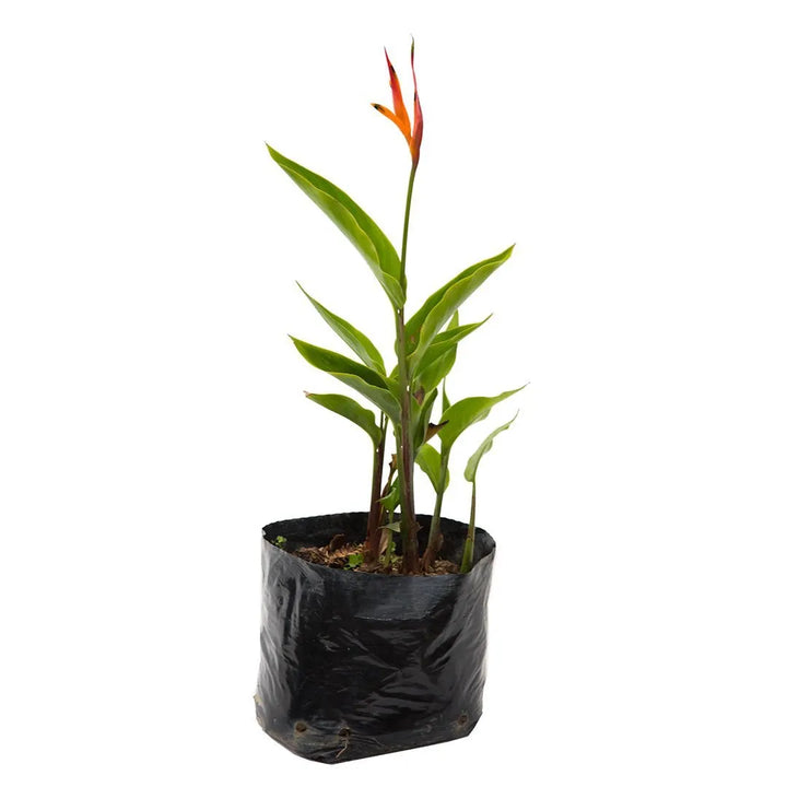 Heliconia Choconiana