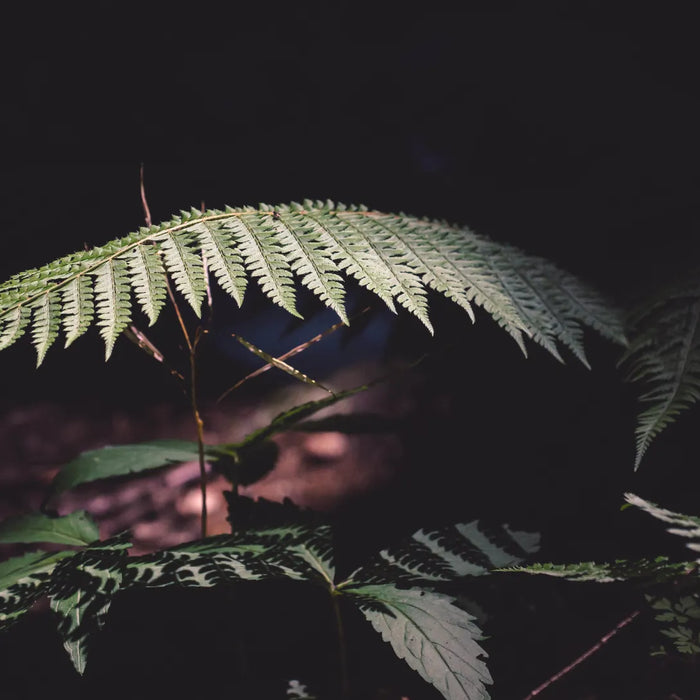 Medellín - Laureles