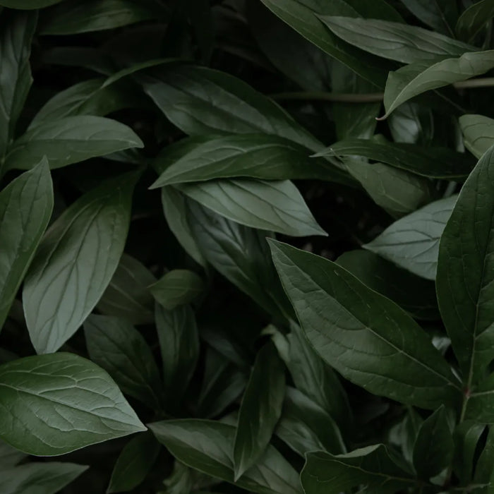 Jardín Botánico de Medellín