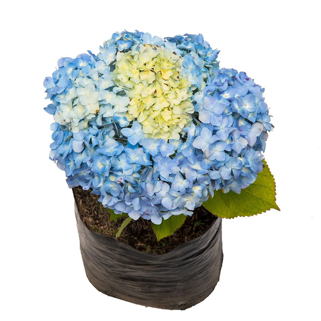 Hortensia Común