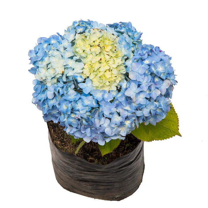 Hortensia Común