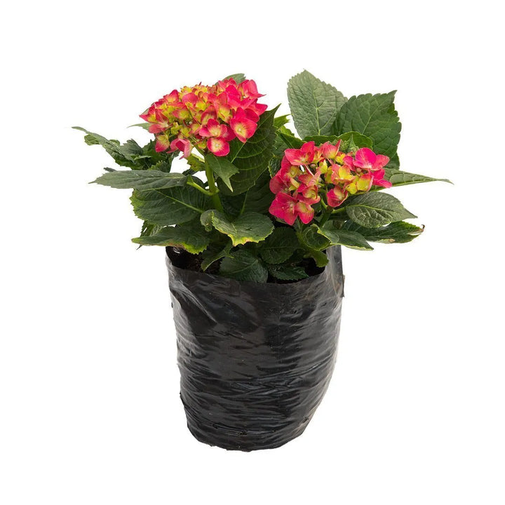 Hortensia híbrida