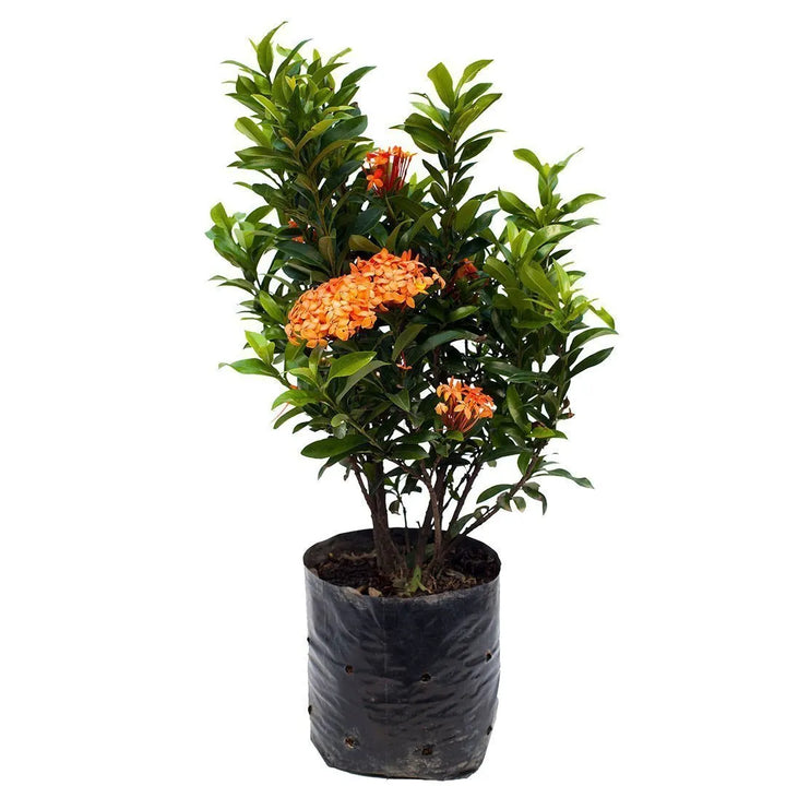 Ixora