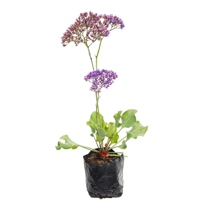 Limonium