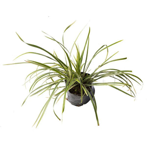 Liriope Variegado