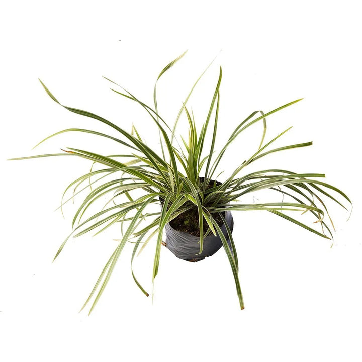 Liriope Variegado