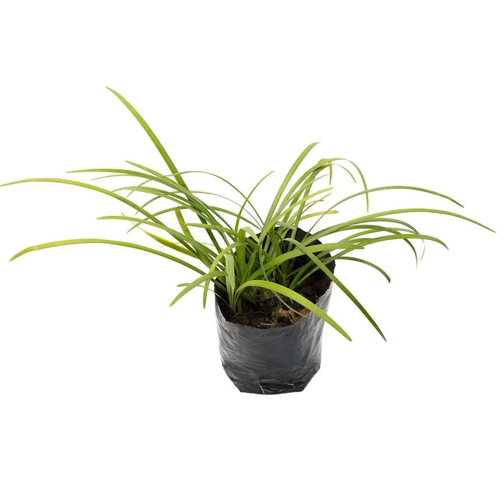 Liriope Verde
