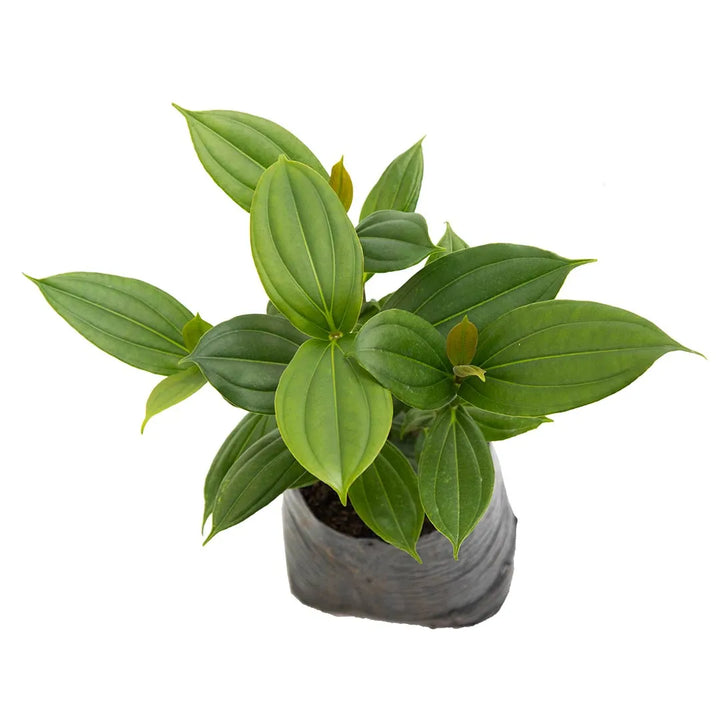 Medinilla