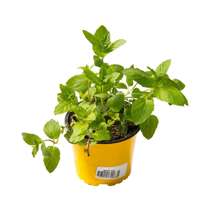 Menta