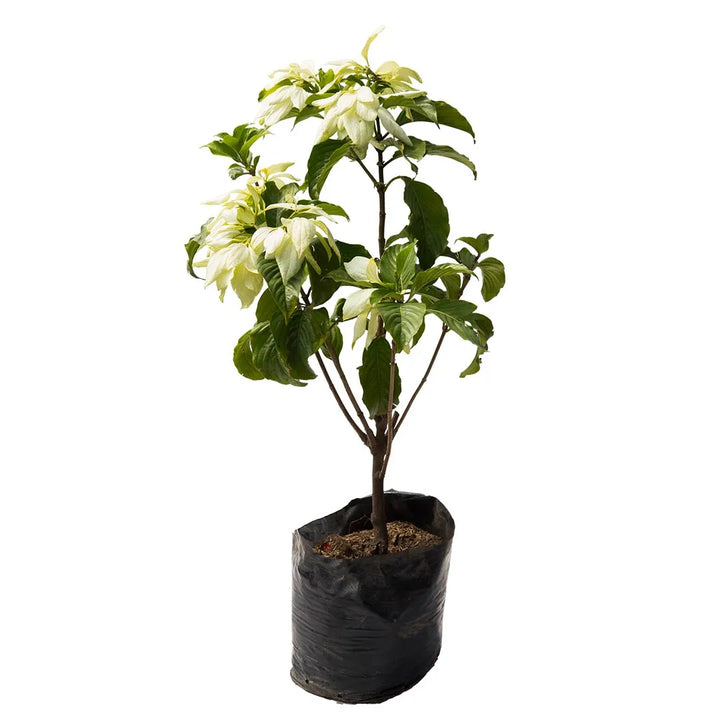 Musaenda Blanca