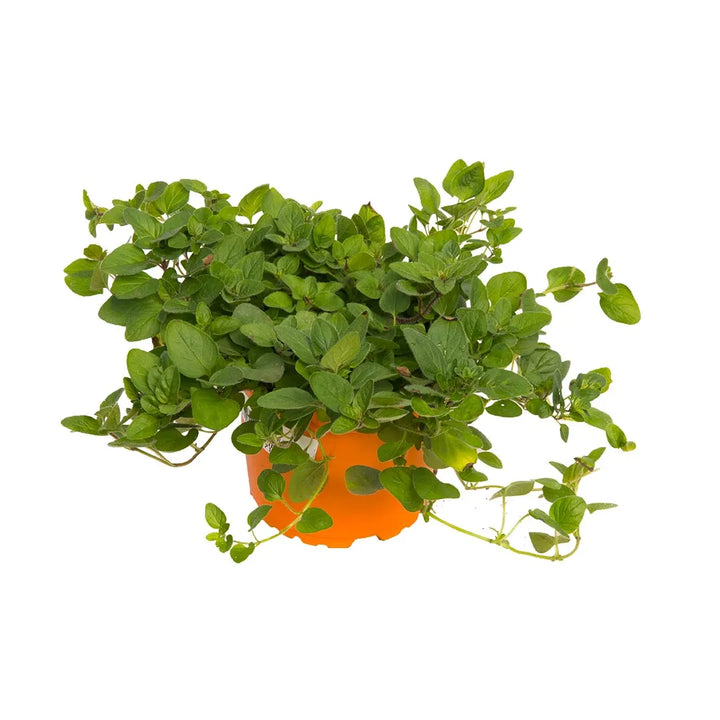 Oregano Hoja Pequeña