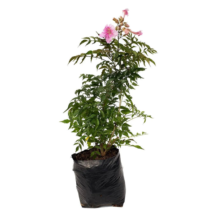 Orquídea Venezolana