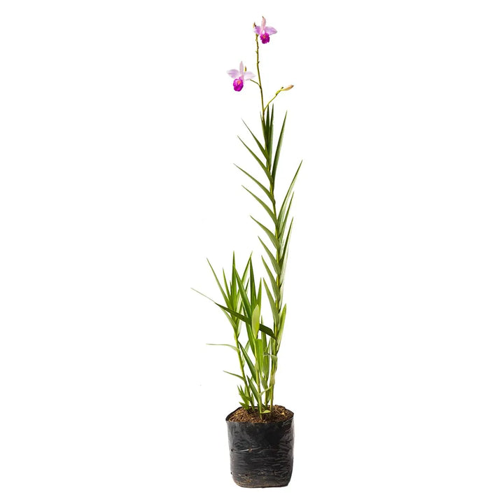 Orquíedea Arundina