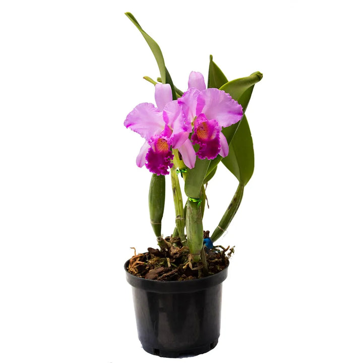 Orquídea Cattleya