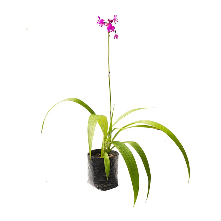 Orquíedea Espatoglotis