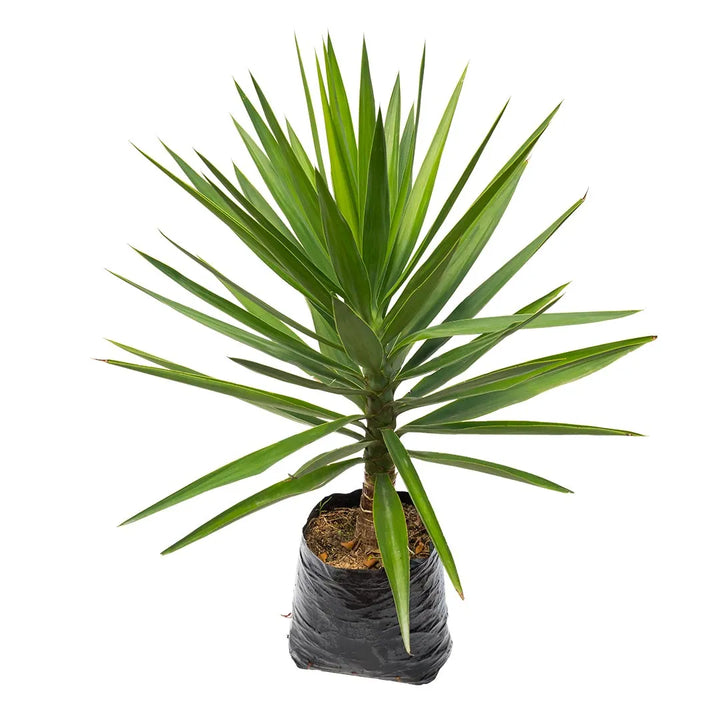 Palma yuca