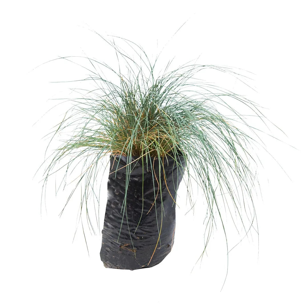 Festuca, Pasto azul