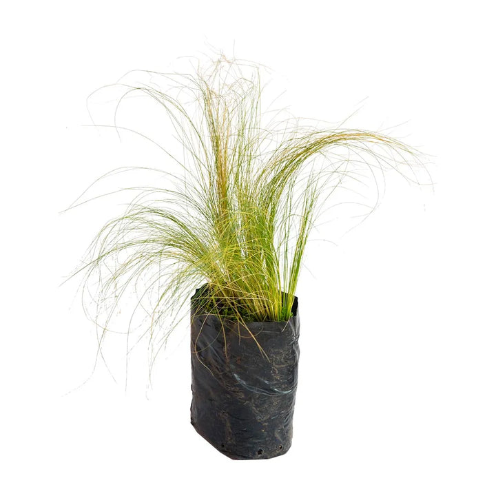 Pasto estipa