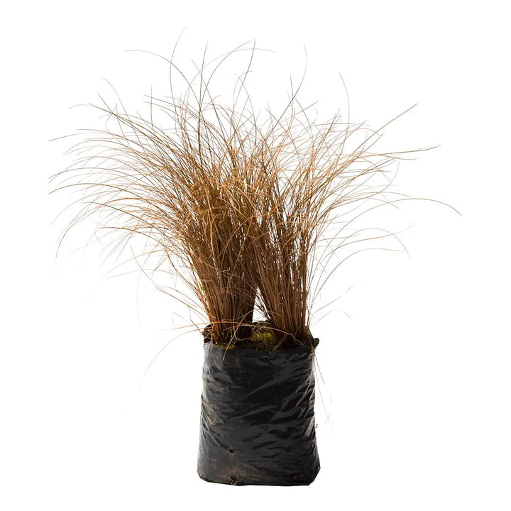 Pasto ornamental