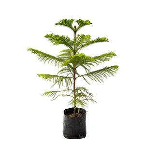 Pino Araucaria