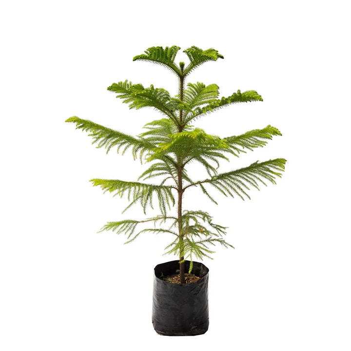 Pino Araucaria