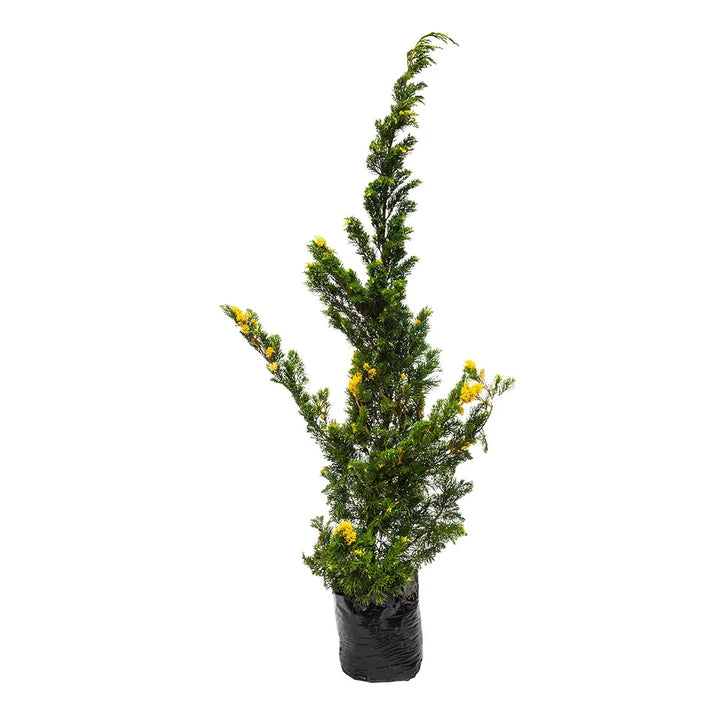Pino Junipero Variegado