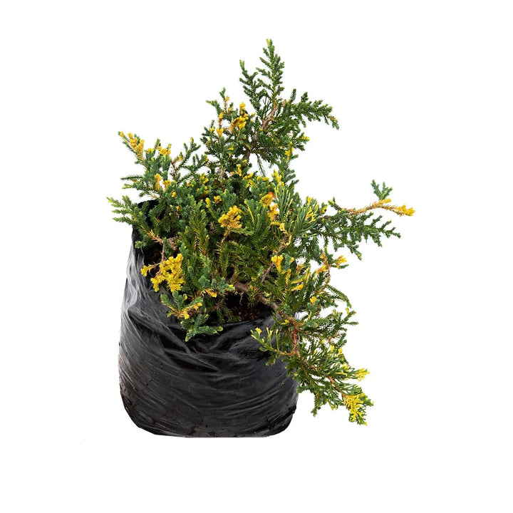 Pino Rastrero Variegado