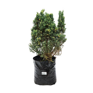 Pino San José Variegado