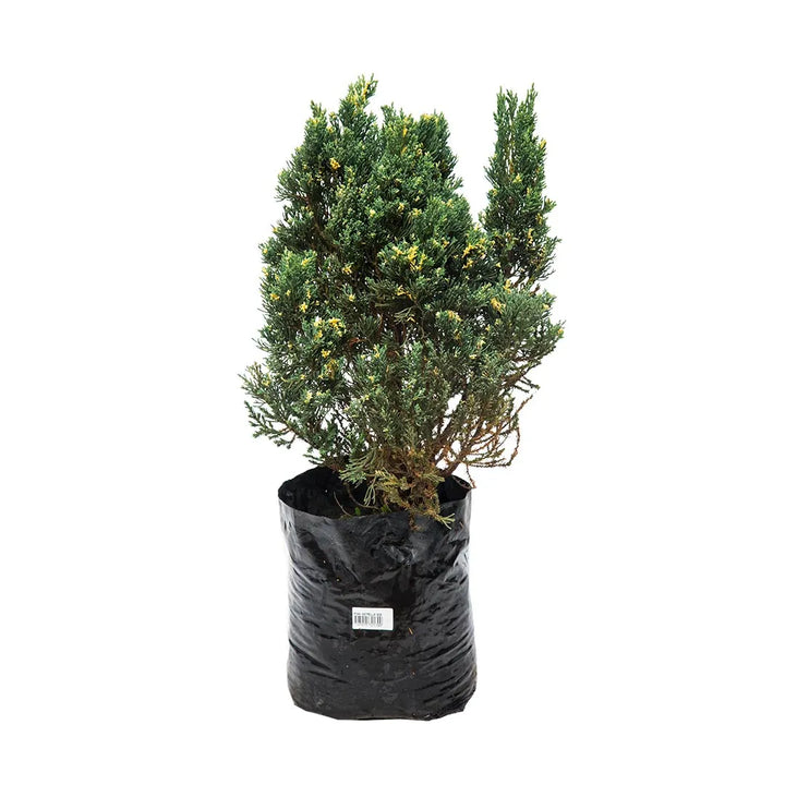 Pino San José Variegado