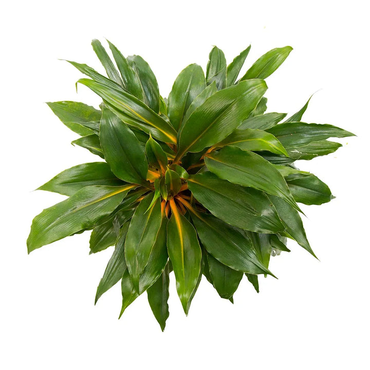 Planta Fuego