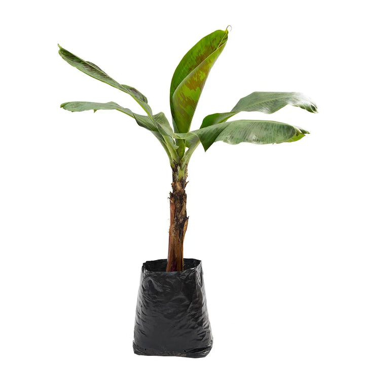 Plátano verde