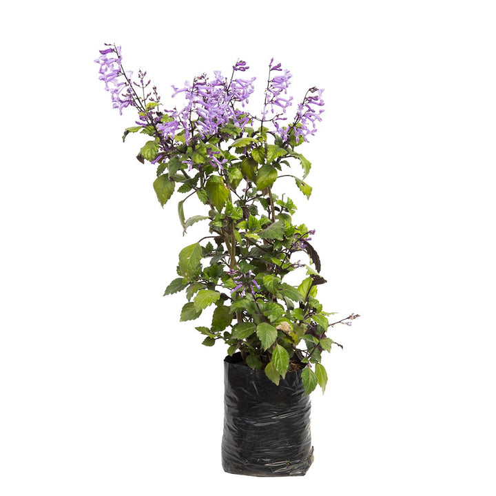 Plectranthus morado