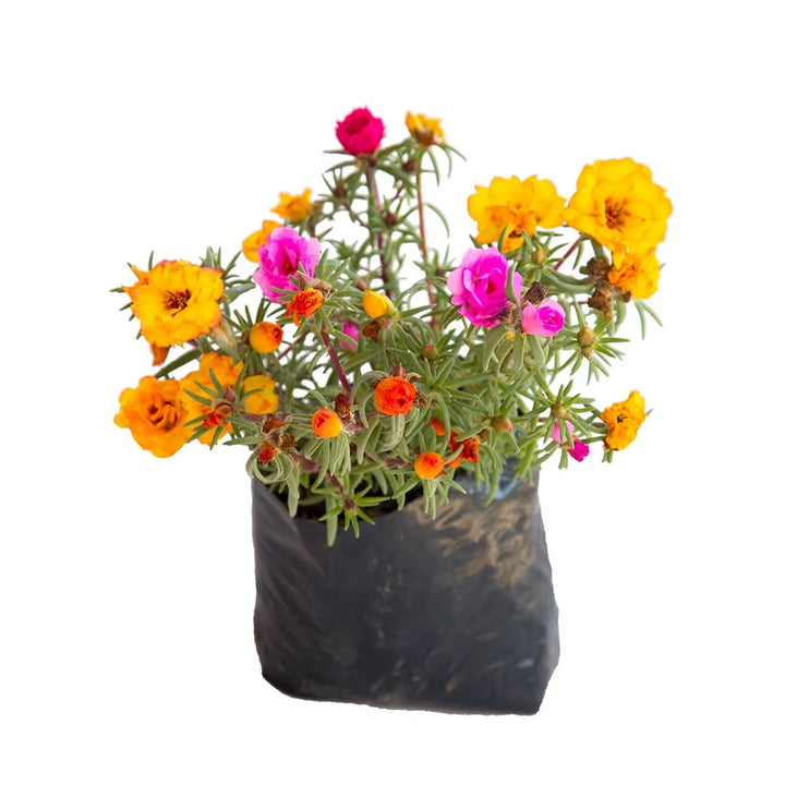 Portulaca